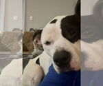 Small American Bulldog