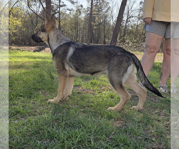 Medium Photo #4 German Shepherd Dog Puppy For Sale in La Grange , NC, USA
