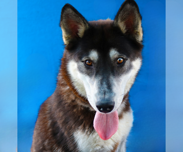 Medium Photo #1 Siberian Husky Puppy For Sale in Pasadena, CA, USA