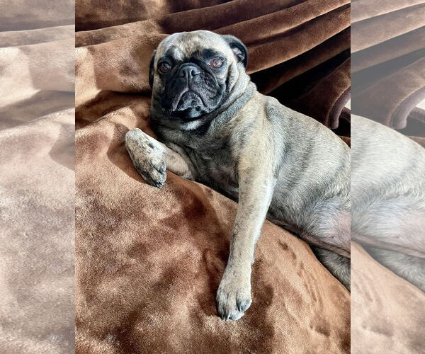 Medium Photo #6 Buggs Puppy For Sale in Sandy, UT, USA