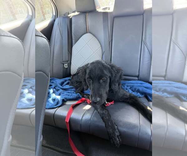 Medium Photo #2 Labrador Retriever-Unknown Mix Puppy For Sale in Woodbury, NY, USA