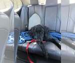 Small #1 Labrador Retriever Mix