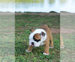 Small Photo #4 English Bulldog Puppy For Sale in ANDERSON, SC, USA