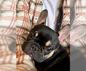 French Bulldog Puppy for sale in OCONOMOWOC, WI, USA