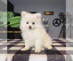 Small Photo #1 Pomeranian Puppy For Sale in FRANKLIN, IN, USA