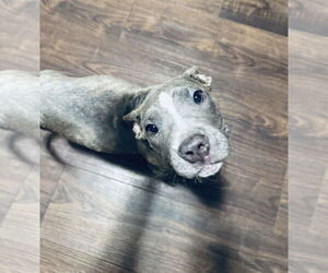 American Pit Bull Terrier-Unknown Mix Dogs for adoption in Columbus, IN, USA