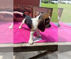 Beagle Puppy for sale in MC DAVID, FL, USA