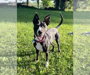 Mutt Dogs for adoption in Minneapolis, MN, USA