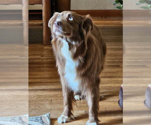 Medium Photo #1 Sheprador Puppy For Sale in ABILENE, TX, USA