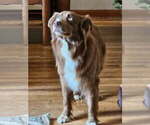 Small Photo #1 Sheprador Puppy For Sale in ABILENE, TX, USA