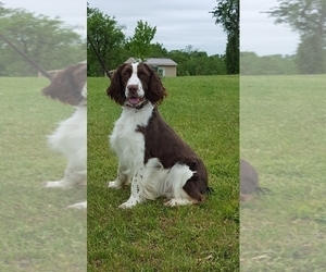 Father of the English Springer Spaniel puppies born on 04/02/2019