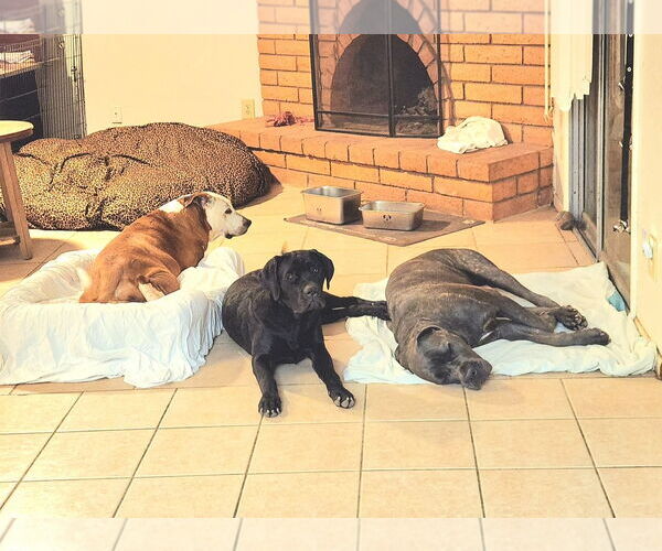 Medium Photo #6 Mutt Puppy For Sale in Goodyear, AZ, USA