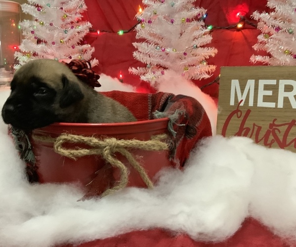 Medium Photo #7 Mastiff Puppy For Sale in TITUSVILLE, FL, USA