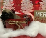 Small Photo #7 Mastiff Puppy For Sale in TITUSVILLE, FL, USA