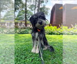 Small #2 Mutt