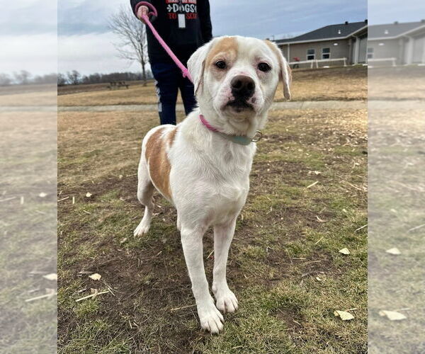 Medium Photo #11 Beagle-Unknown Mix Puppy For Sale in Evansville, IN, USA