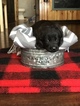 Small Photo #8 German Shepherd Dog Puppy For Sale in BIRMINGHAM, PA, USA