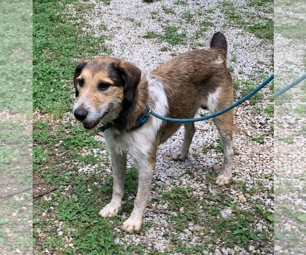 Medium Photo #1 Red Heeler-Unknown Mix Puppy For Sale in Harrison, AR, USA