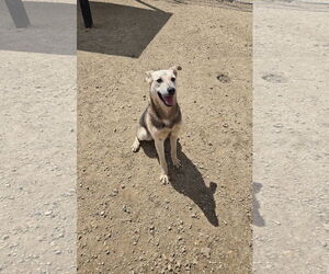 Mutt Dogs for adoption in Maquoketa, IA, USA