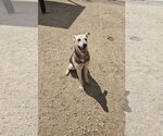 Small Mutt