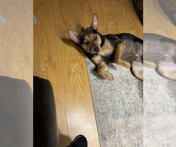Medium Photo #26 Labrador Retriever-Unknown Mix Puppy For Sale in New York, NY, USA