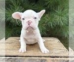Small #3 French Bulldog
