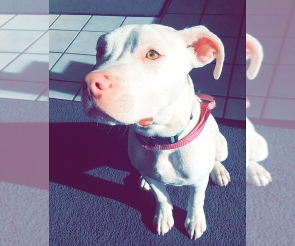 Medium Photo #1 American Staffordshire Terrier Puppy For Sale in CUBA, NY, USA