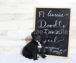 Small #1 Aussiedoodle-Doodle Mix