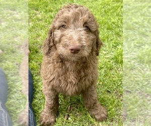 Goldendoodle Puppy for sale in WAUPACA, WI, USA