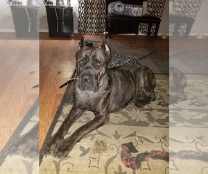 Mother of the Cane Corso puppies born on 07/31/2019