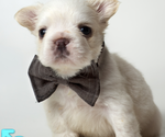Small #3 French Bulldog
