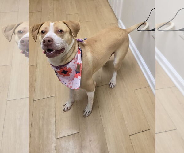 Medium Photo #5 Labrador Retriever-Unknown Mix Puppy For Sale in Rockaway, NJ, USA