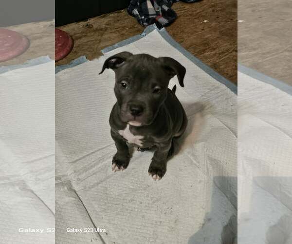 Medium Photo #1 American Staffordshire Terrier-Unknown Mix Puppy For Sale in Waterloo, IA, USA
