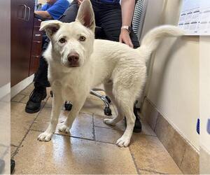 German Shepherd Dog-Unknown Mix Dogs for adoption in Camarillo, CA, USA