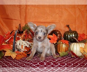 Medium Chihuahua