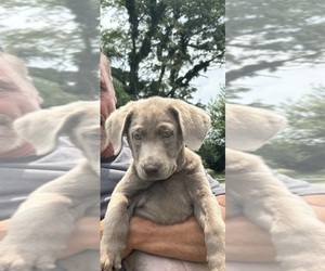 Labrador Retriever Puppy for sale in GREENFIELD, IN, USA