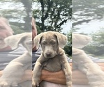 Image preview for Ad Listing. Nickname: Sadie