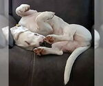 Small #1 Bagle Hound