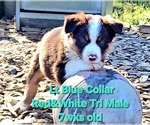Puppy Lt Blue Collar Border Collie
