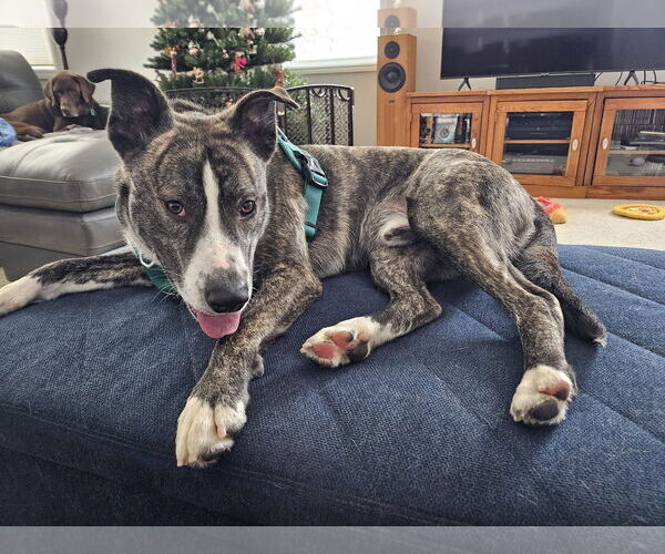 Medium Photo #6 Mutt Puppy For Sale in St. Louis Park, MN, USA