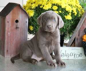 Labrador Retriever Puppy for sale in FREDERICKSBG, OH, USA