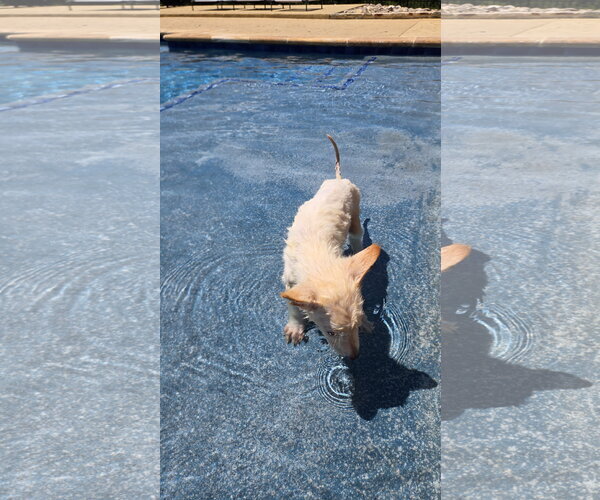 Medium Photo #12 German Shepherd Dog Puppy For Sale in Centreville, VA, USA