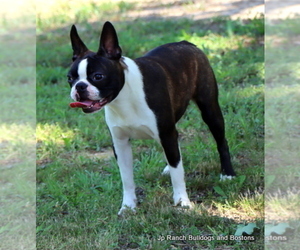 Mother of the Boston Terrier puppies born on 11/21/2025