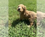 Small #1 Goldendoodle