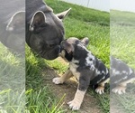 Small Photo #10 French Bulldog Puppy For Sale in MIDDLEBURY, IN, USA