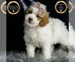 Puppy Rico F1BB Goldendoodle (Miniature)