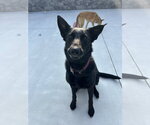 Small #1 German Shepherd Dog