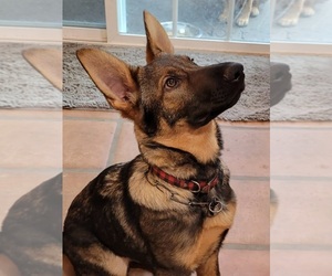 German Shepherd Dog Puppy for Sale in SAN JUAN CAPISTRANO, California USA