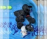 Small Photo #5 French Bulldog Puppy For Sale in MADISON, OH, USA