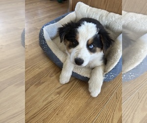 Australian Shepherd Puppy for sale in COTOPAXI, CO, USA
